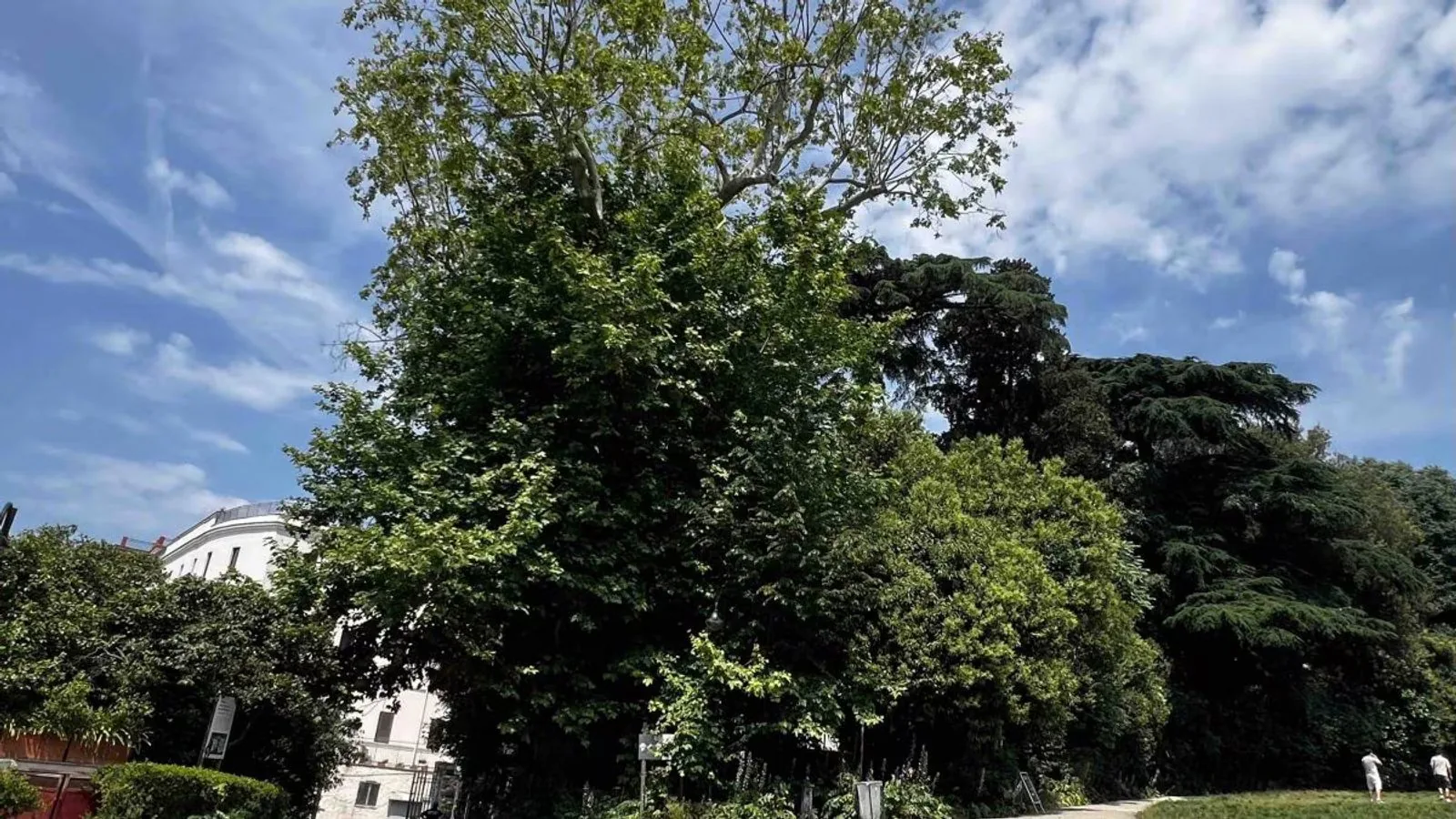 Foto del comunicato: Dal Vomero a Scampia in arrivo seimila alberi «Napoli sarà più green»